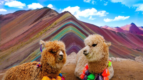 y.Alpacas-and-Lamas-in-Vinicunca-Rainbow-Mountain
